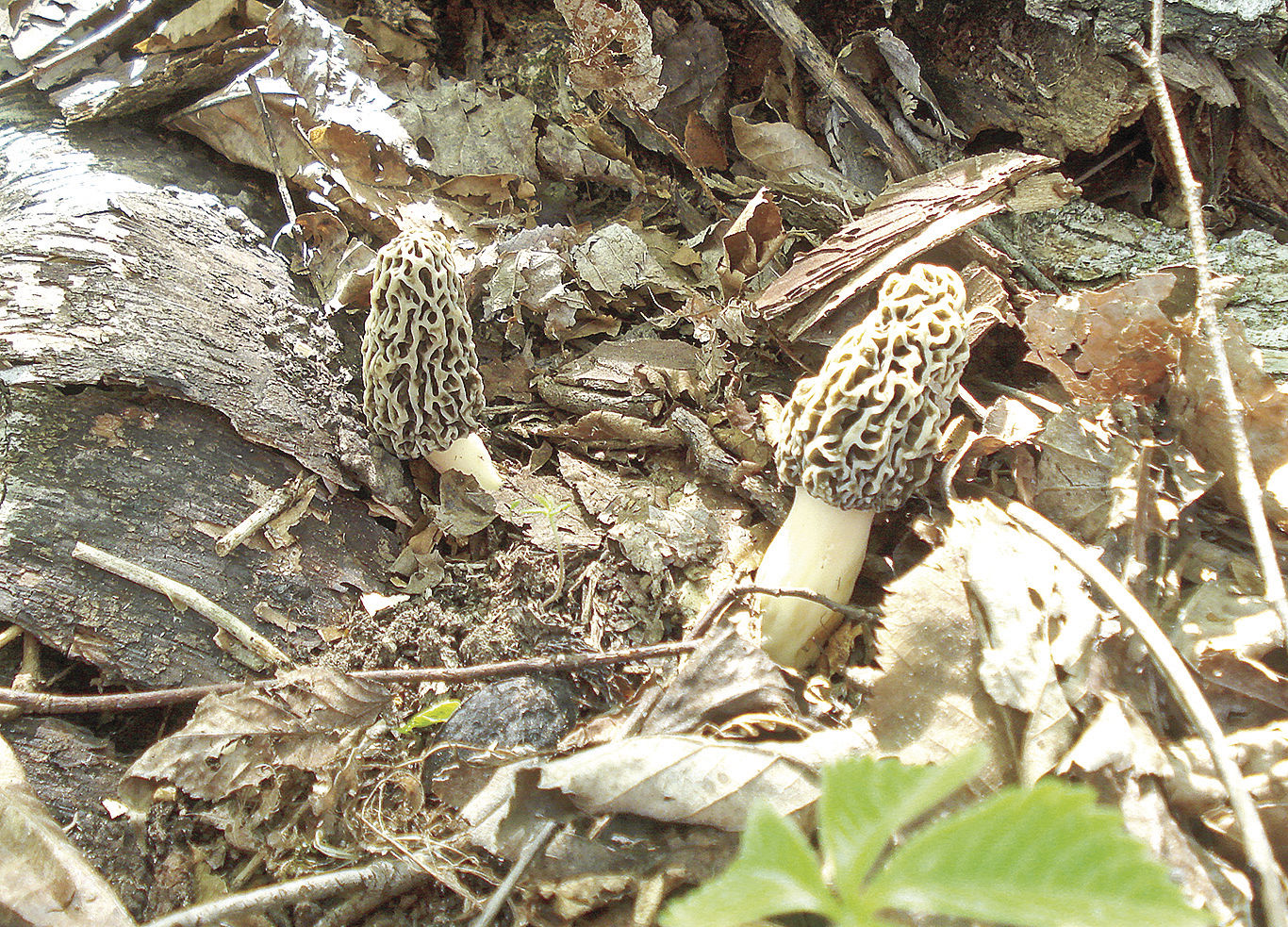 More morels the merrier